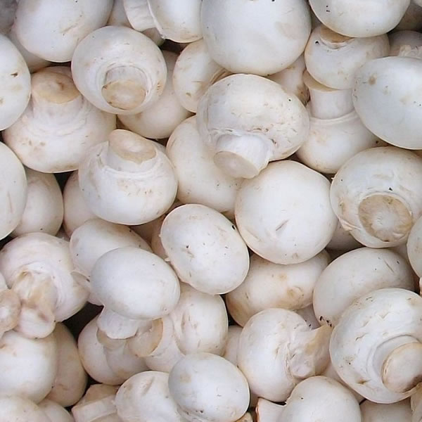 Agaricus Bisporus canned food
