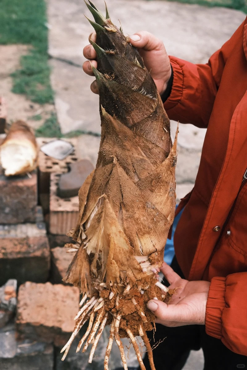 Bamboo shoot export companies