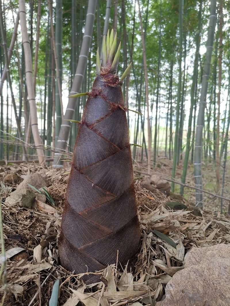 Bamboo shoot export companies