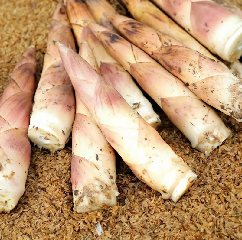 Bamboo shoot export companies