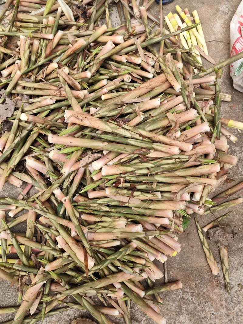 Bamboo shoot export companies