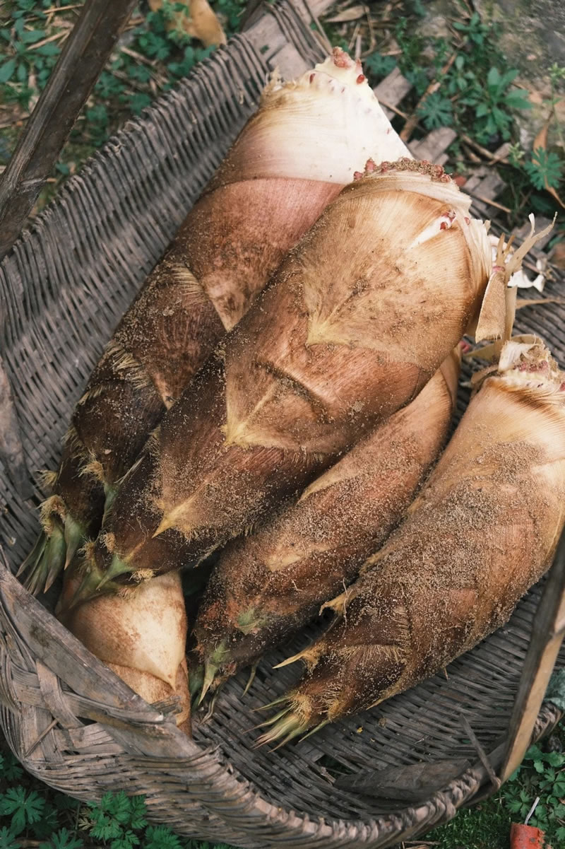 China bamboo shoot recipes