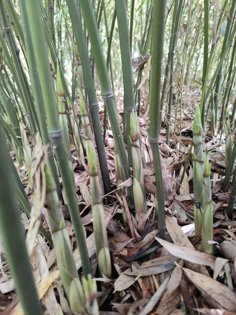Bamboo shoot tips wholesale