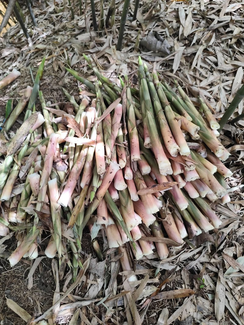 Bamboo shoot tips wholesale