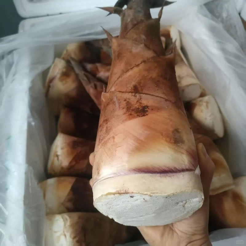 Bamboo shoot tips wholesale