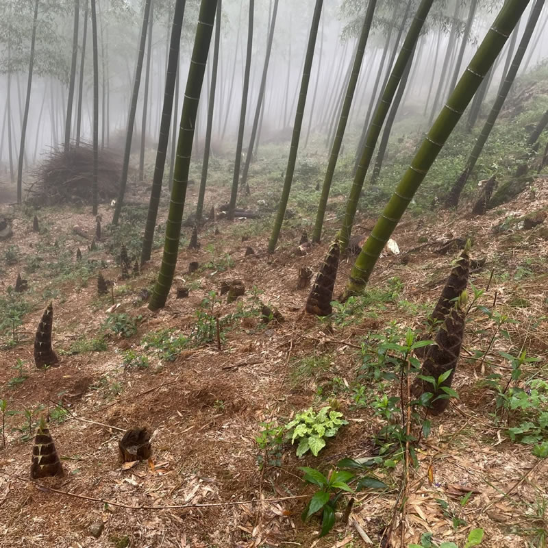 China bamboo shoot wholesale