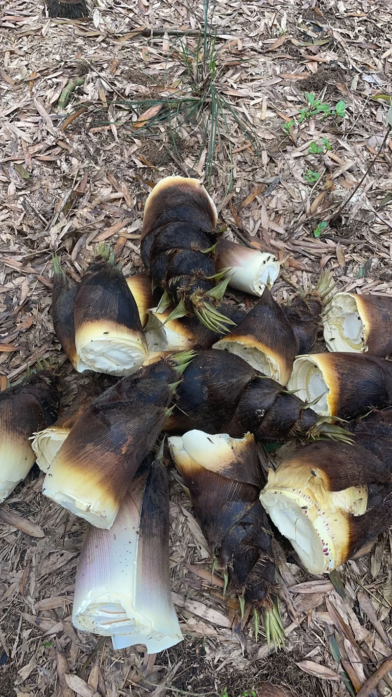 China bamboo shoot wholesale