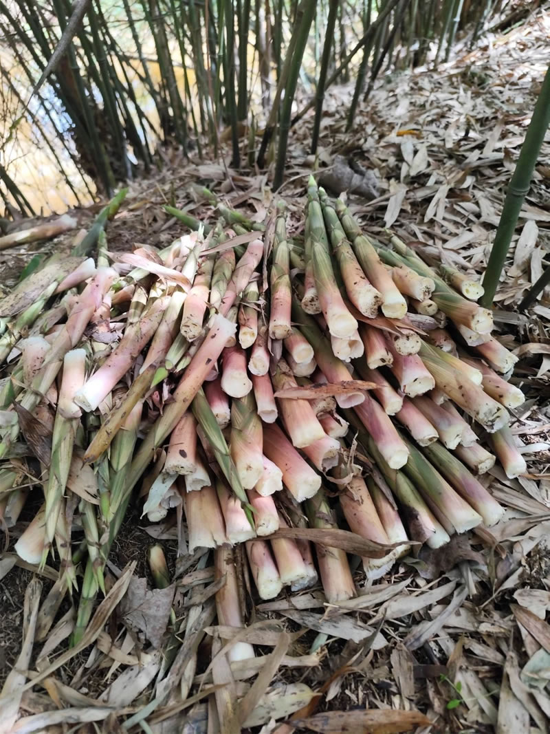 China bamboo shoot wholesale