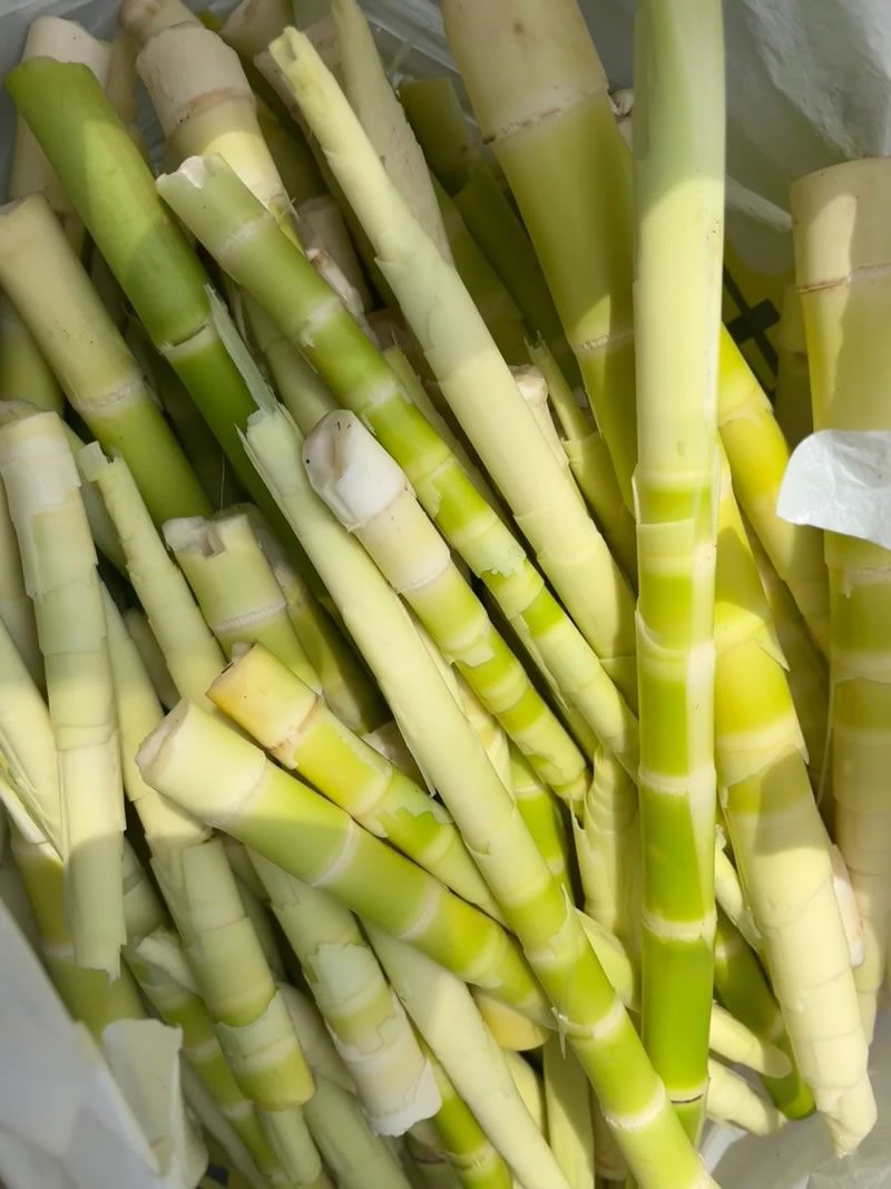 China bamboo shoot wholesale