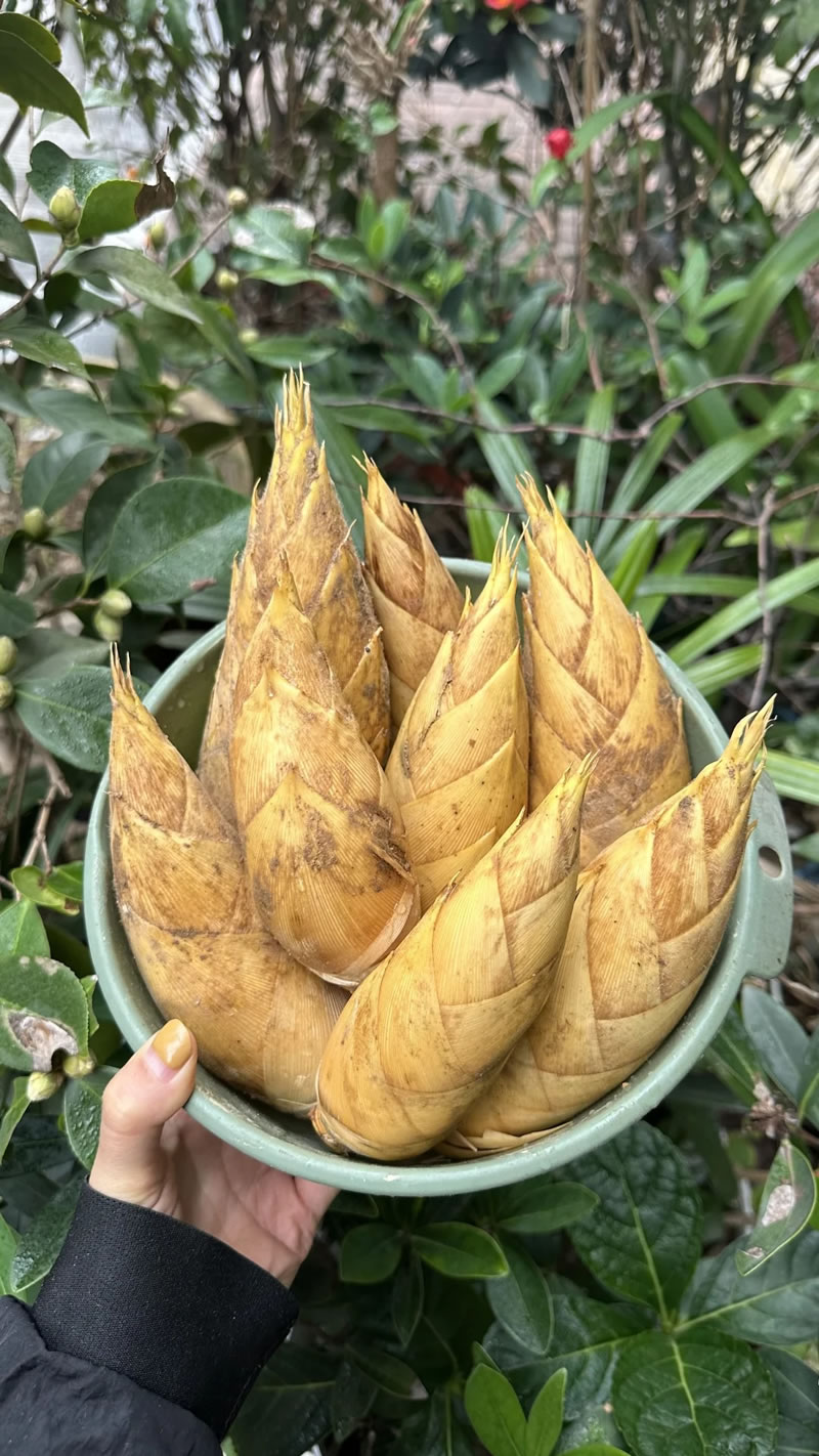 China bamboo shoot wholesale
