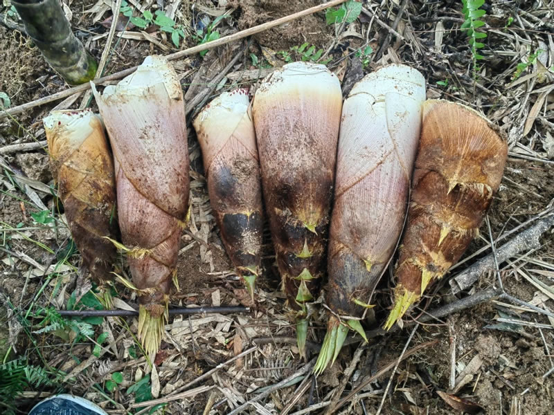 China bamboo shoot wholesale
