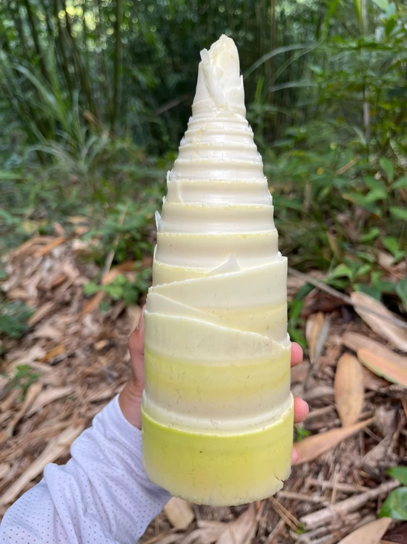 China bamboo shoot wholesale