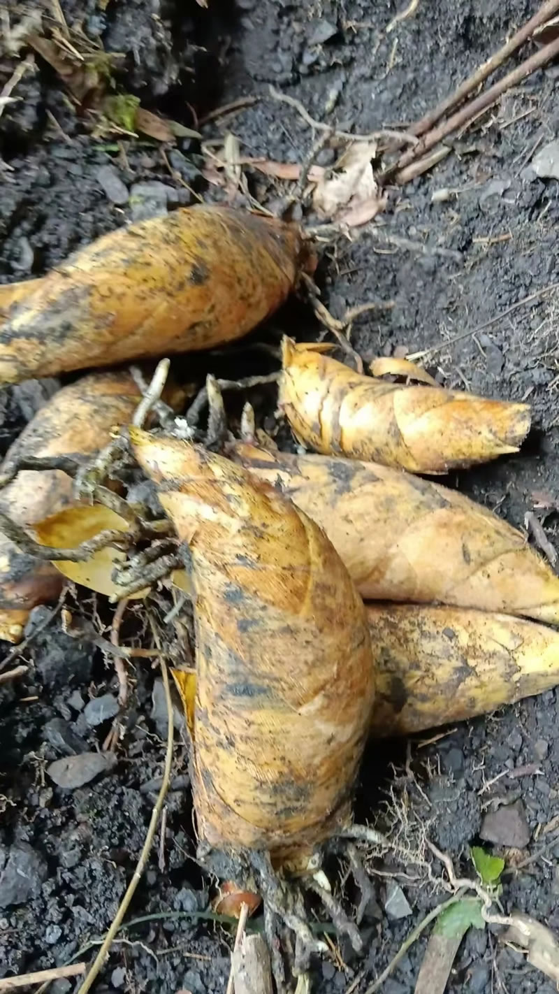 Fresh bamboo shoots supplier