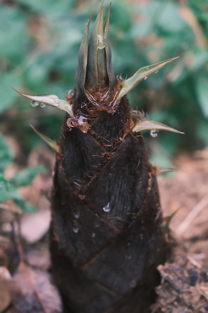 Fresh bamboo shoots supplier