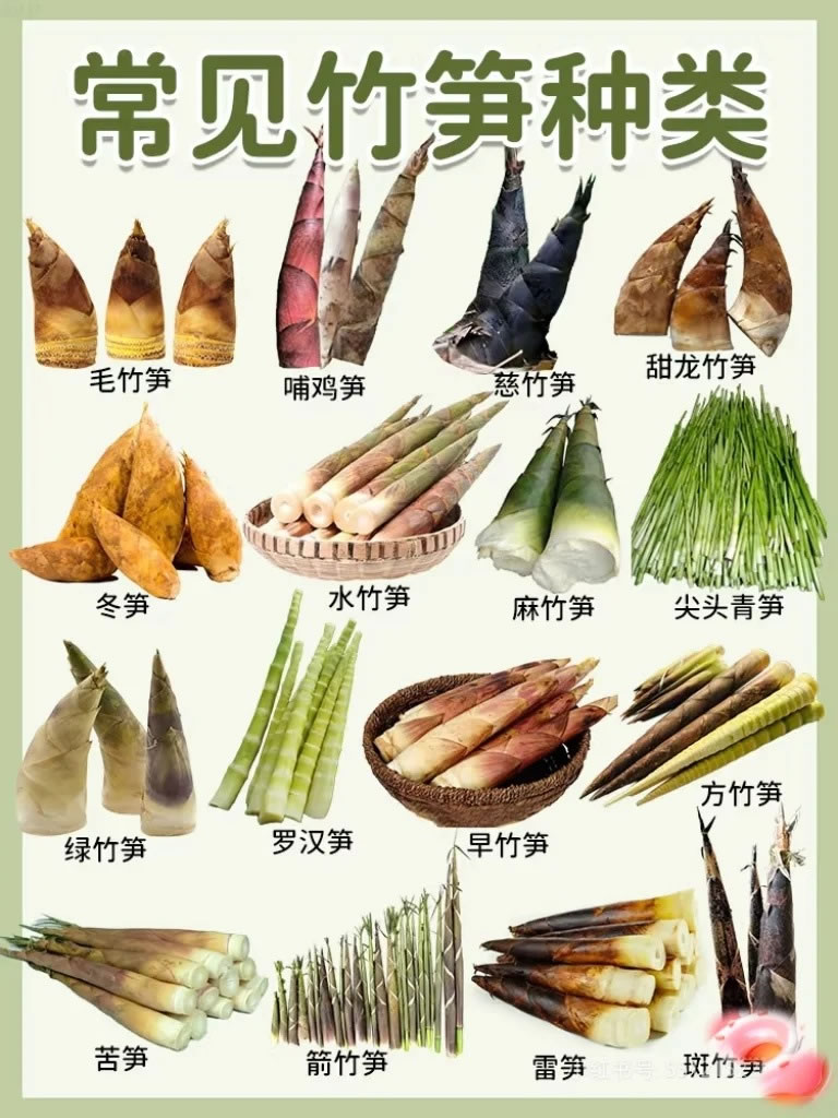 Fresh bamboo shoots supplier