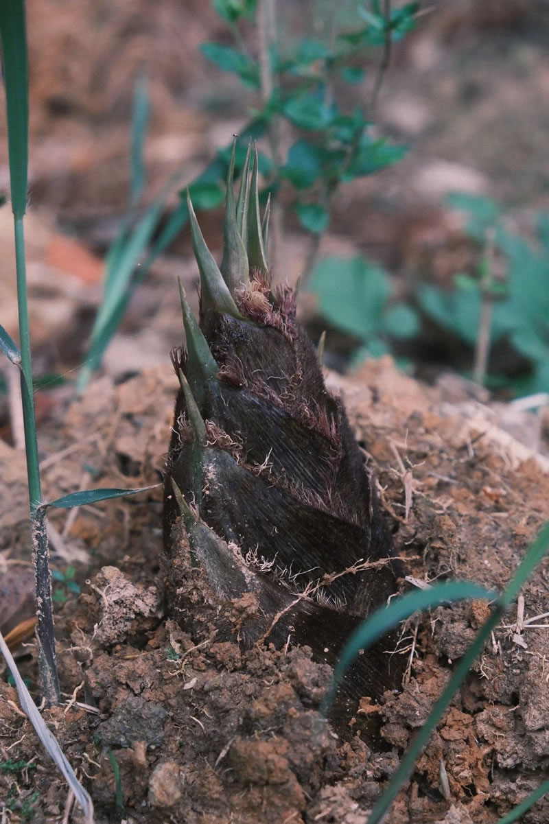 Fresh bamboo shoots supplier