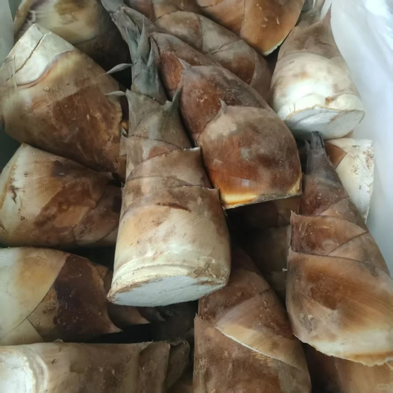China Green Bamboo Shoots