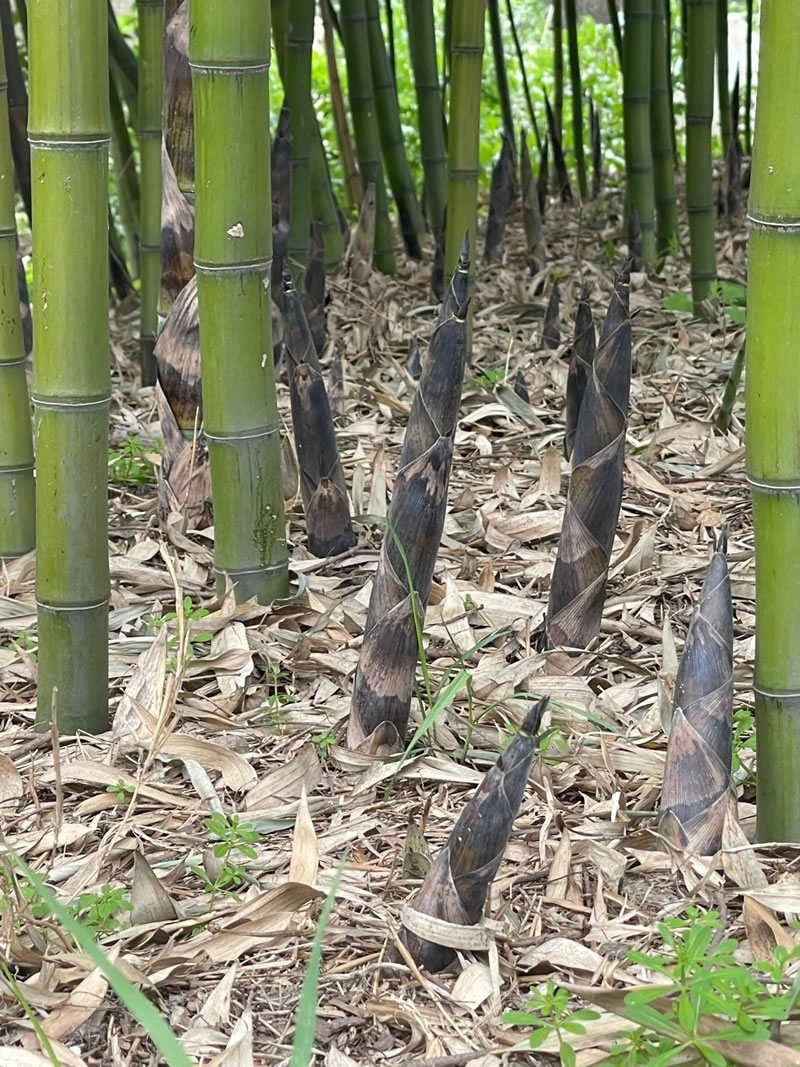 China Green Bamboo Shoots