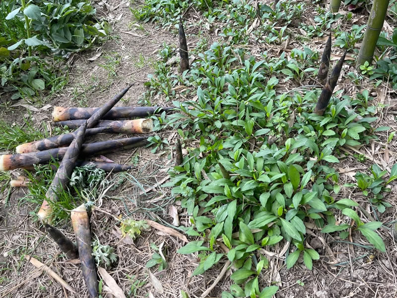 China Green Bamboo Shoots