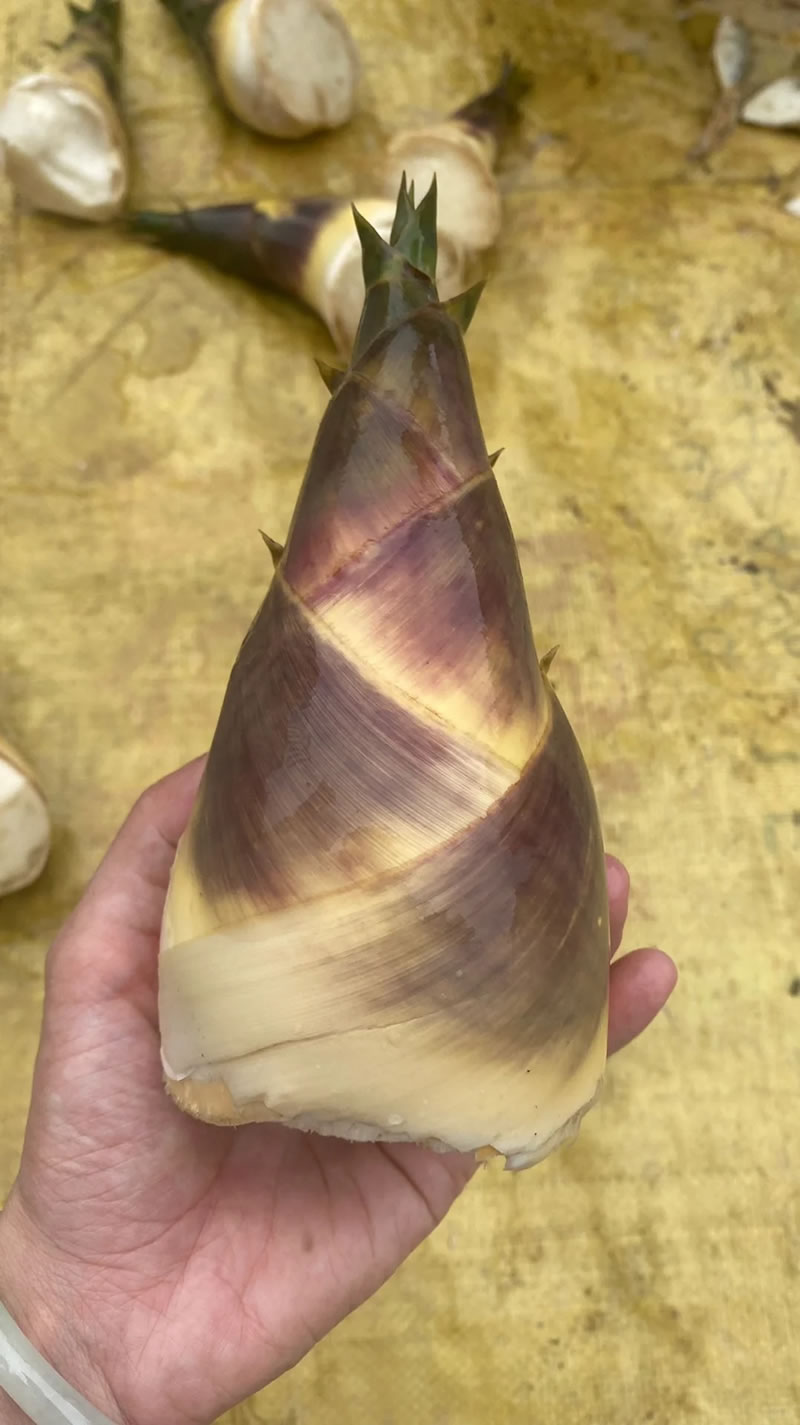 China Green Bamboo Shoots