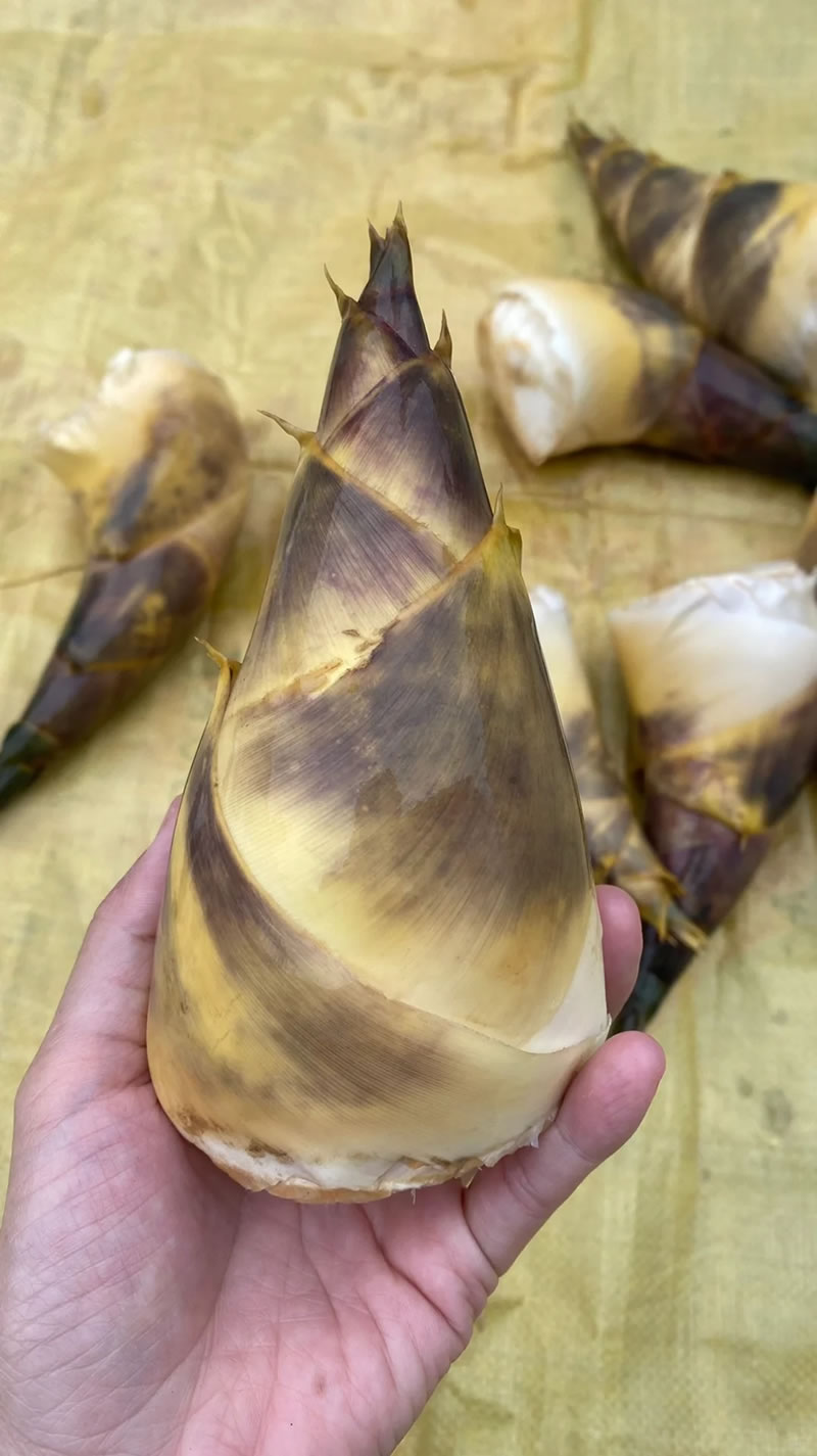 China Green Bamboo Shoots