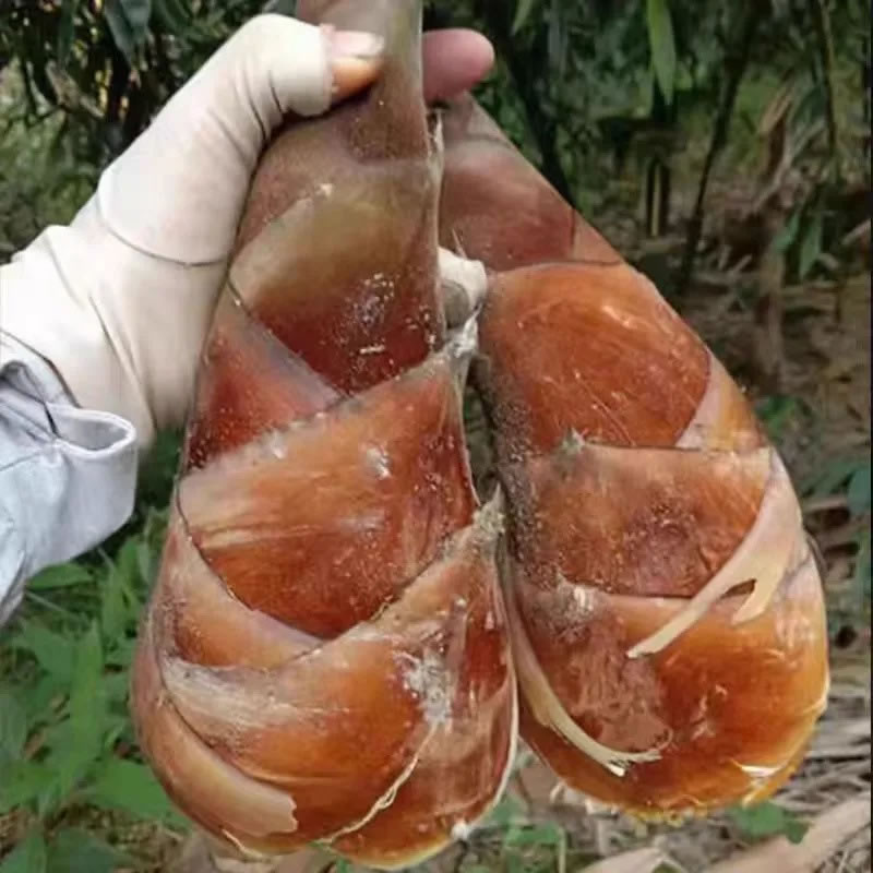 Is bamboo shoot good for health