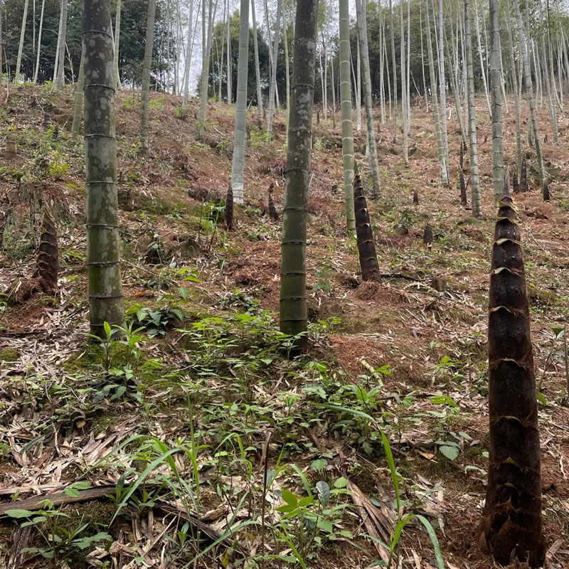Organic bamboo shoot suppliers