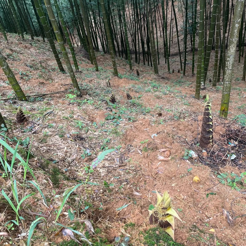 Organic bamboo shoot suppliers