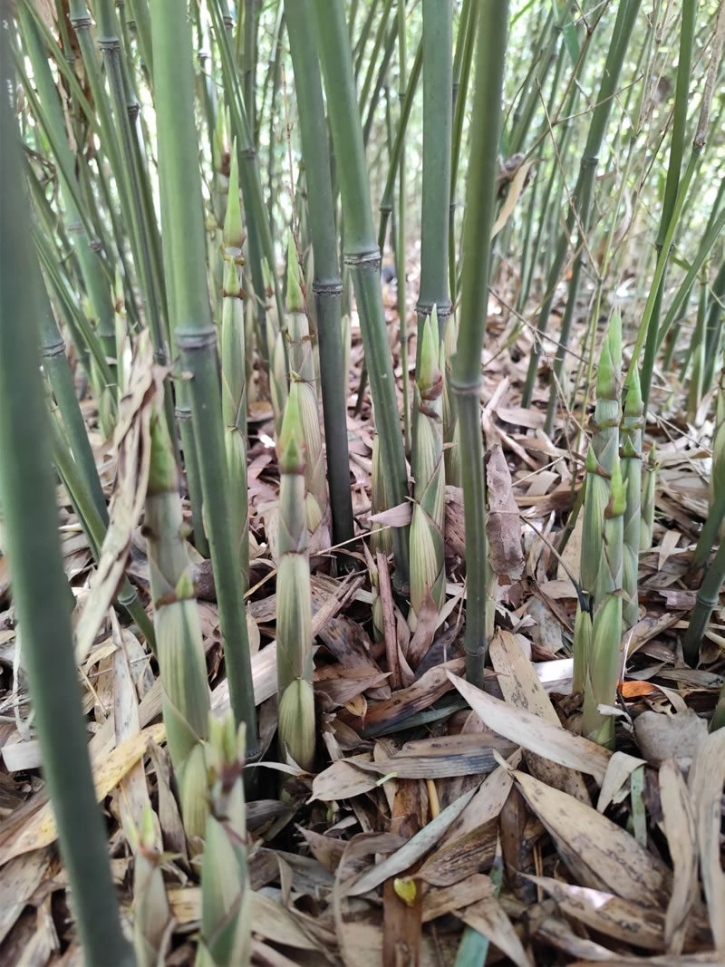 Organic bamboo shoot suppliers