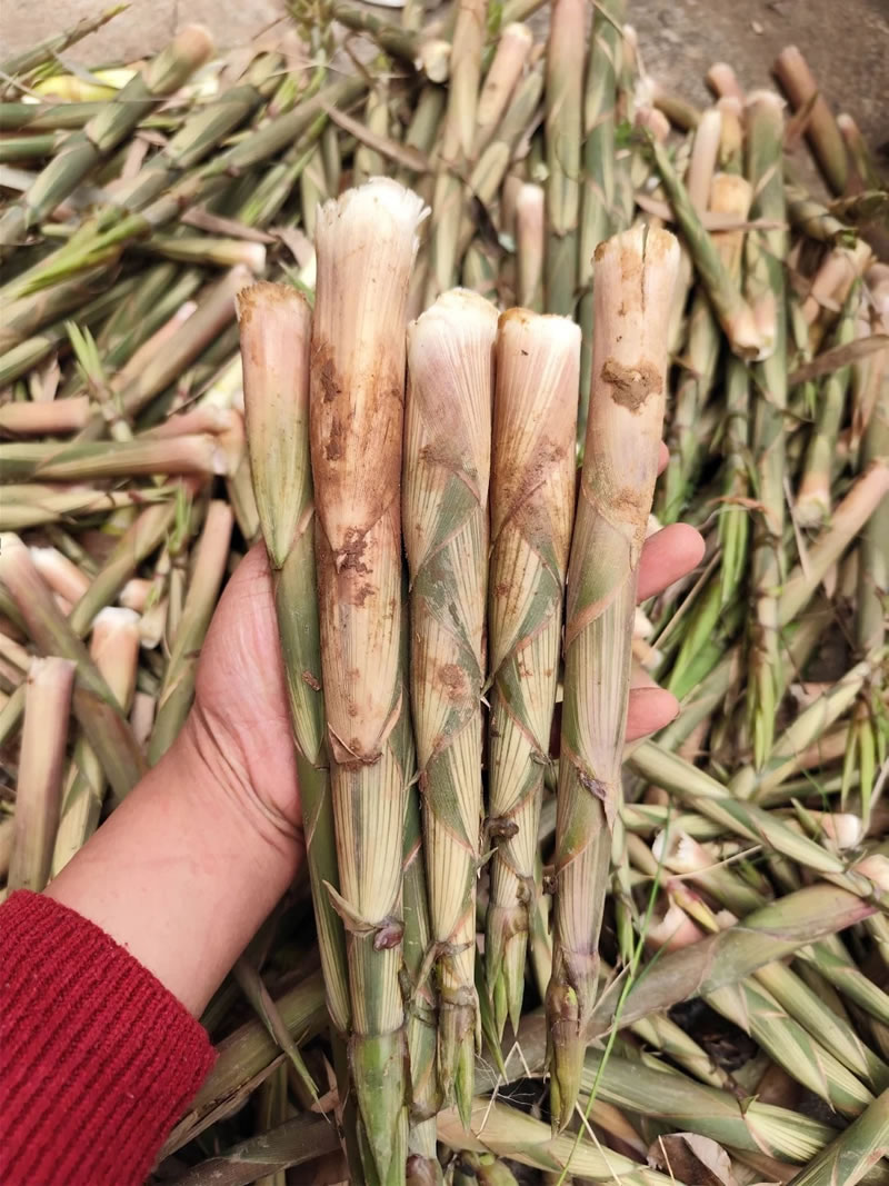 Organic bamboo shoot suppliers