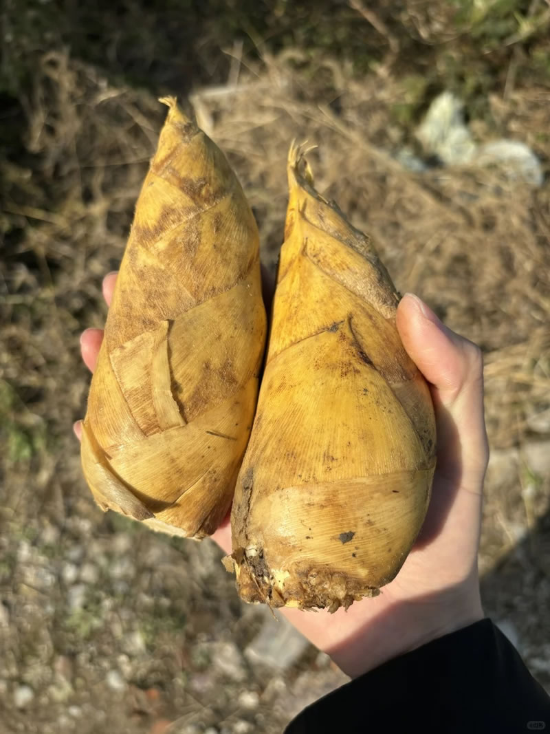 Organic bamboo shoot suppliers
