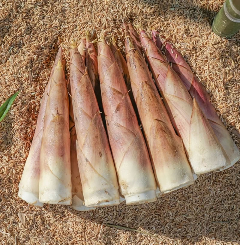 Organic bamboo shoot suppliers