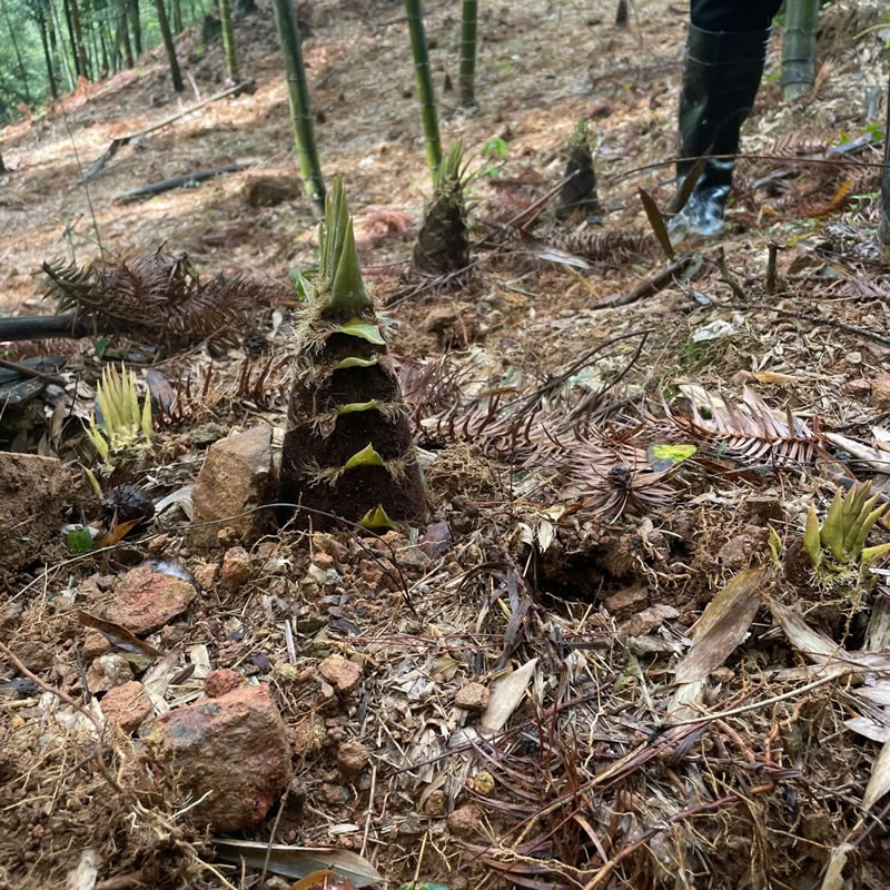 China spring bamboo shoots