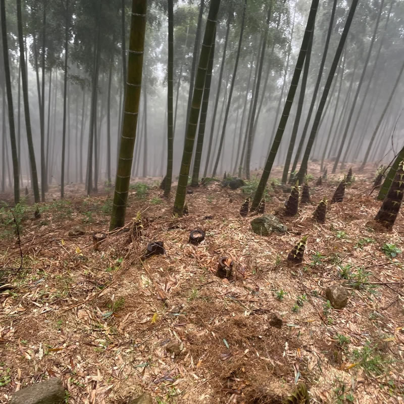 China spring bamboo shoots