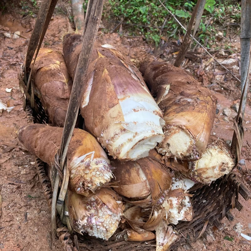China spring bamboo shoots