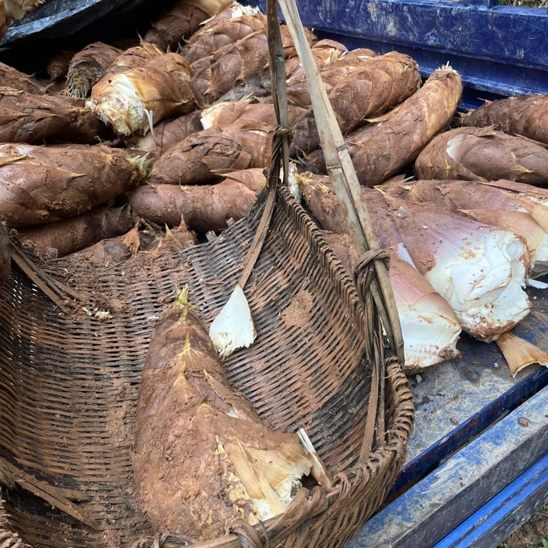 China spring bamboo shoots