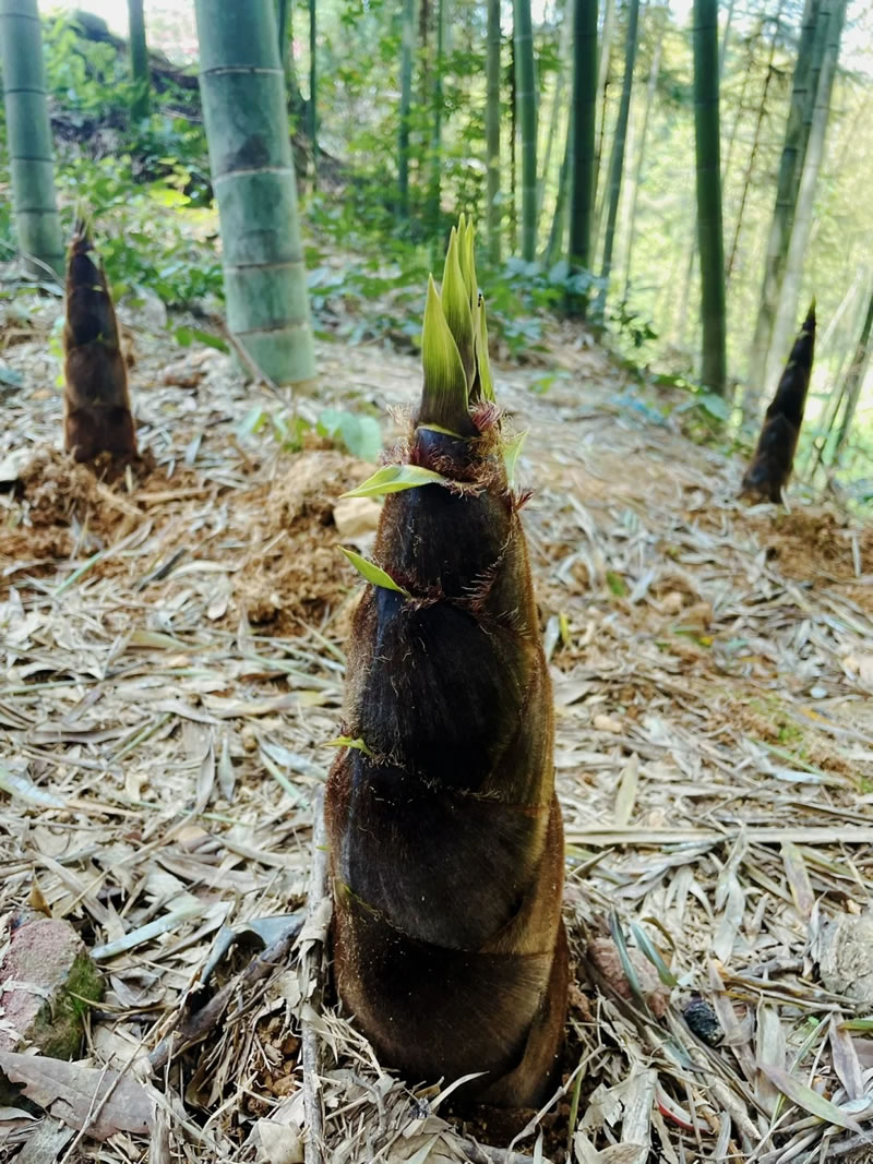 China spring bamboo shoots