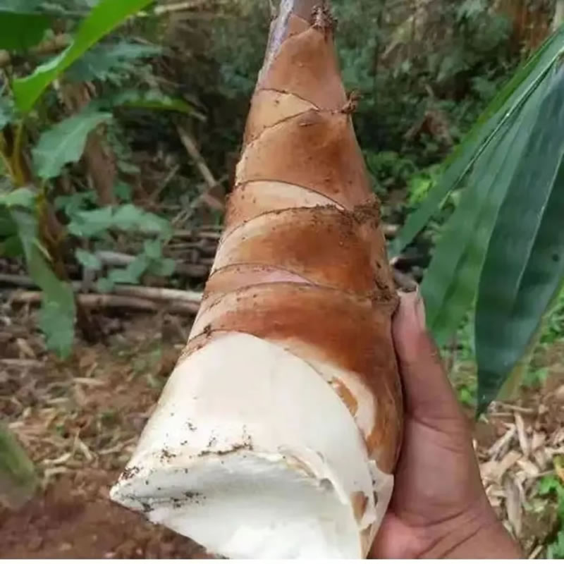 China spring bamboo shoots