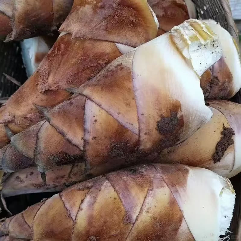 China spring bamboo shoots