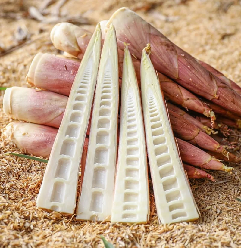 wholesale organic bamboo shoots for restaurantst