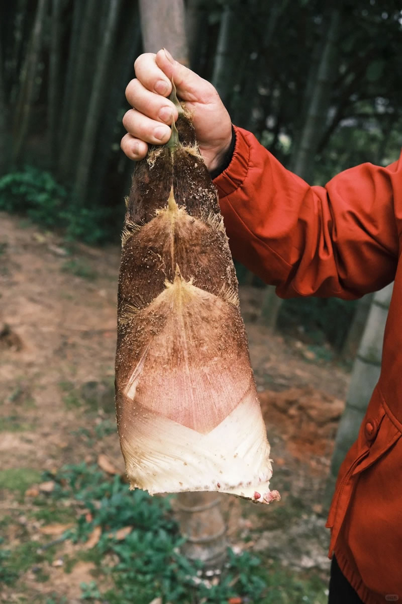 wholesale organic bamboo shoots for restaurantst