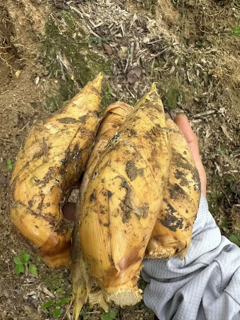 wholesale organic bamboo shoots for restaurantst