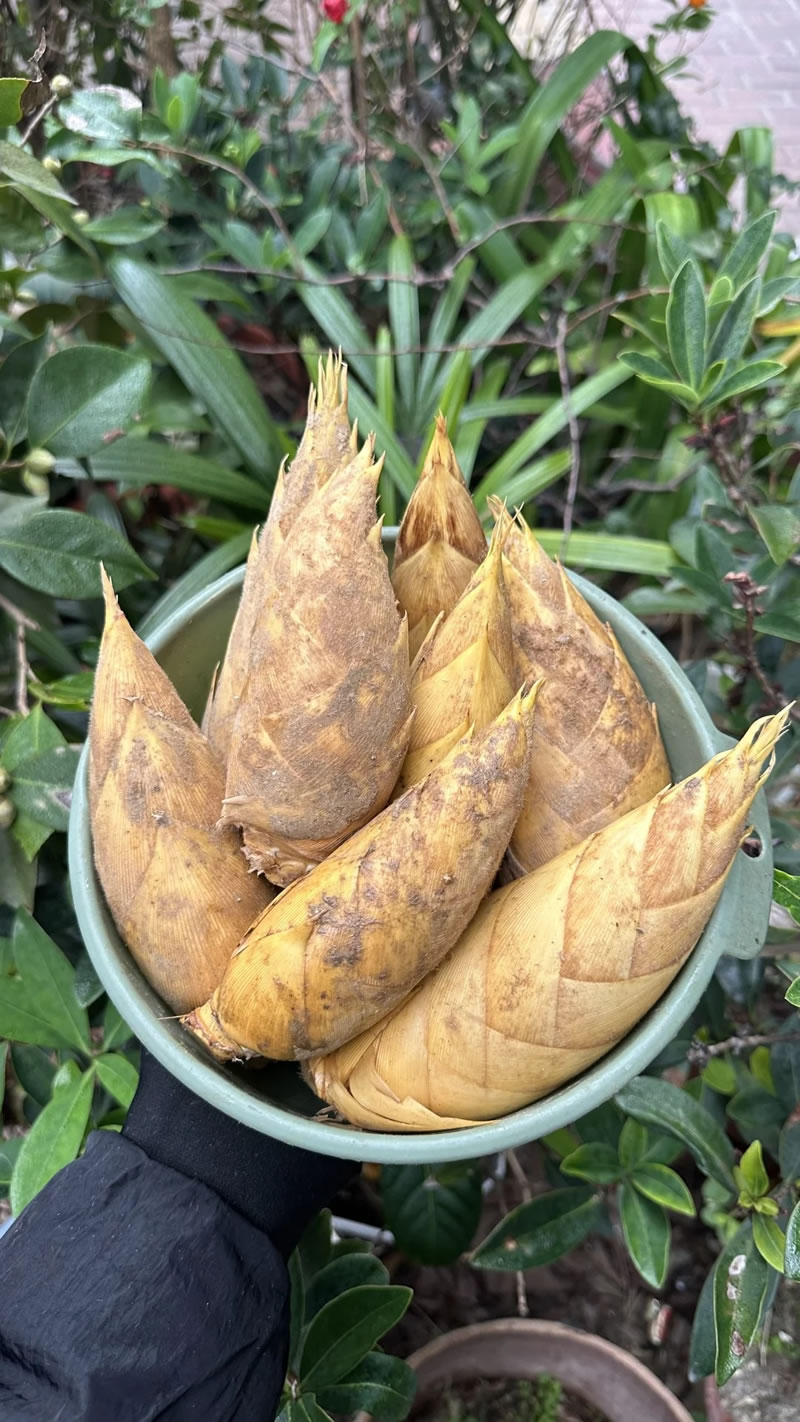 Winter bamboo shoot