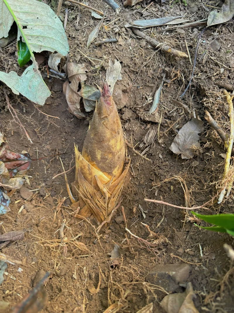 Winter bamboo shoot