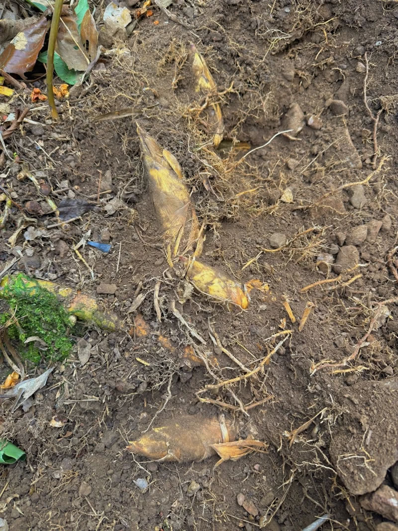 Winter bamboo shoot