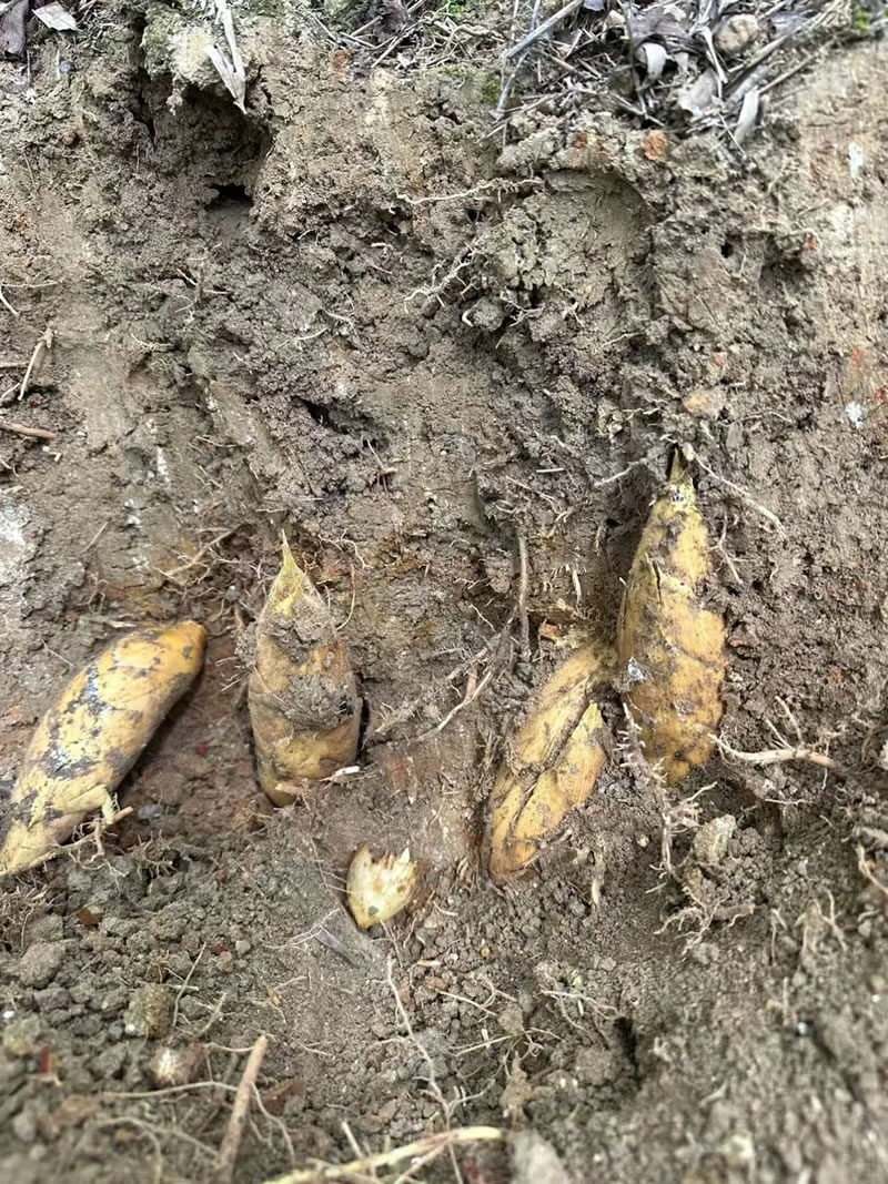 Winter bamboo shoot