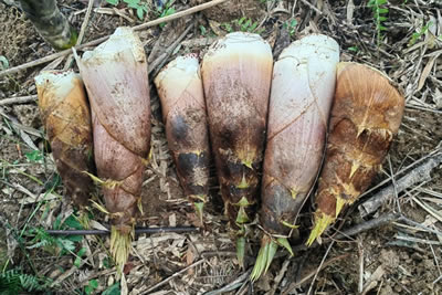 China bamboo shoot wholesale