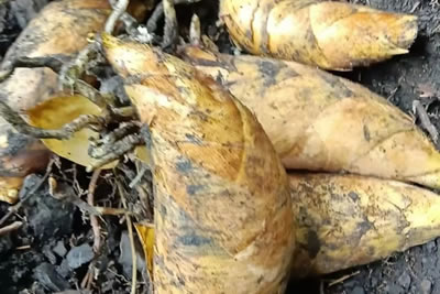 Fresh bamboo shoots supplier