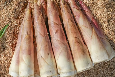 Organic bamboo shoot suppliers