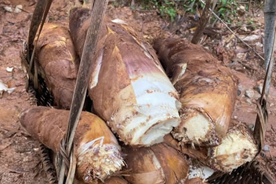 China spring bamboo shoots